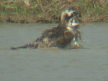 ミサゴが水田で水浴び