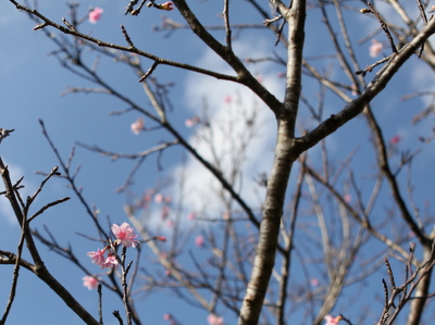 カンヒザクラ開花