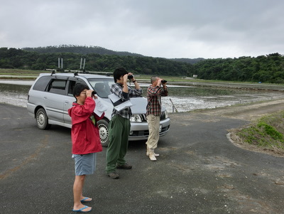 カンムリワシの西表カウント調査