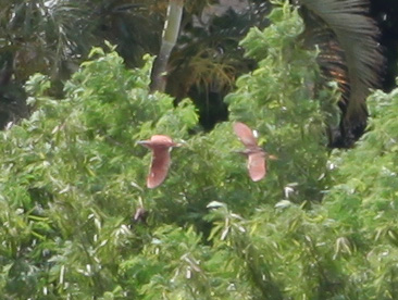 留鳥リュウキュウヨシゴイの擬態