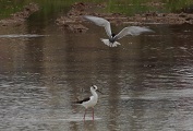 八重山に野鳥が続々飛来