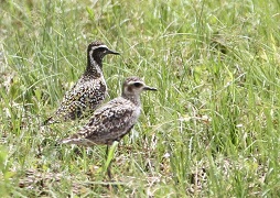 ムナグロ飛来