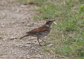 冬鳥の飛来が本格化