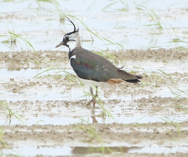 北へ戻るタイミングにあるか　タゲリが群れで飛来