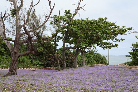 石垣市大浜の崎原公園にヒメキランソウの園