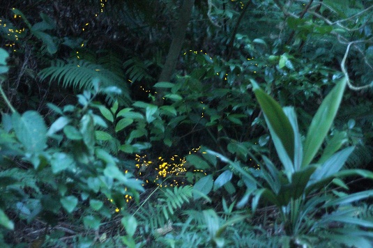 ヤエヤマホタルが光の芸術