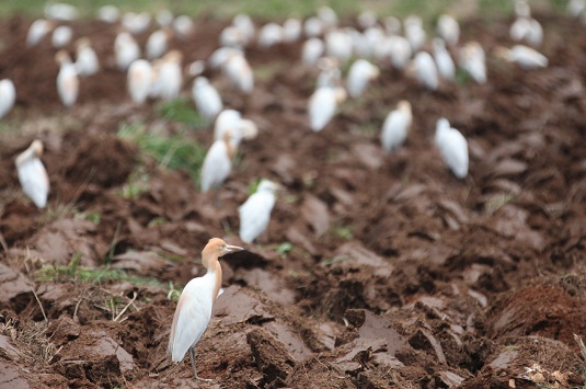 避寒の野鳥　130羽の群れで畑に集合