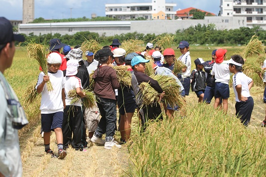 新川小学校が稲刈り体験と新米食味