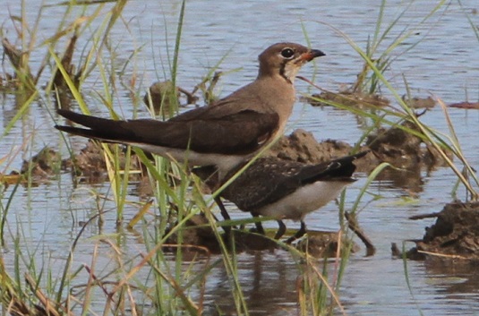 ツバメチドリが営巣地から移動して飛来