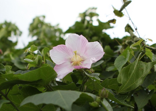 サキシマフヨウが開花