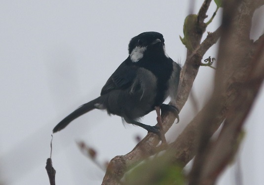 曇天の八重山にシジュウカラ