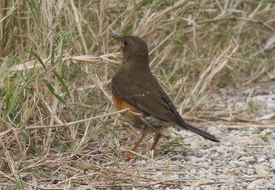 アカハラ飛来