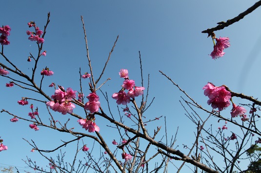 カンヒザクラ開花