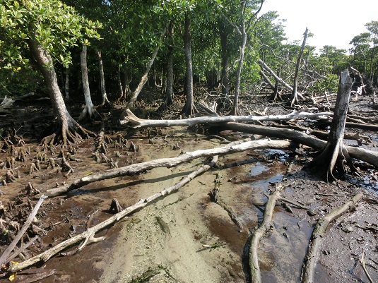 アンパルのマングローブ林が広範囲に倒木