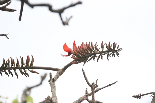 デイゴの花がほころぶ