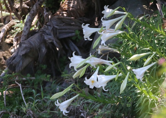 テッポウユリ開花