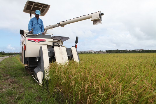 超早場米の稲刈り始まる