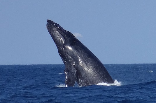 ザトウクジラが石垣島に現れた