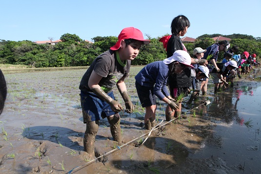 川平小中学校が田植え体験学習