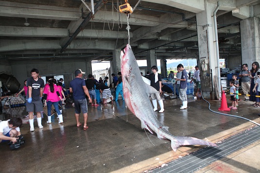 一本釣り研究会によるサメ駆除２日目