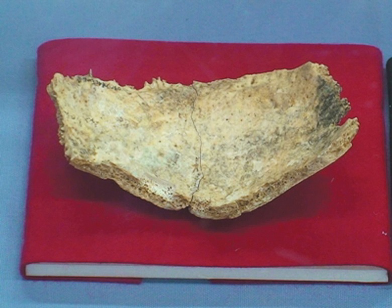2万年前の白保竿根田原洞穴人の人骨特別展示
