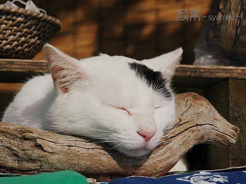 猫の居る風景