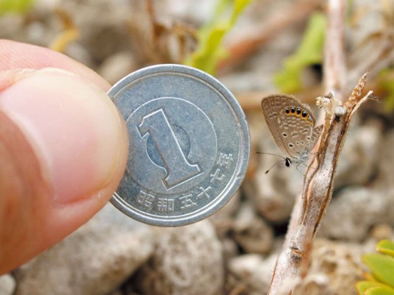 世界最小の蝶