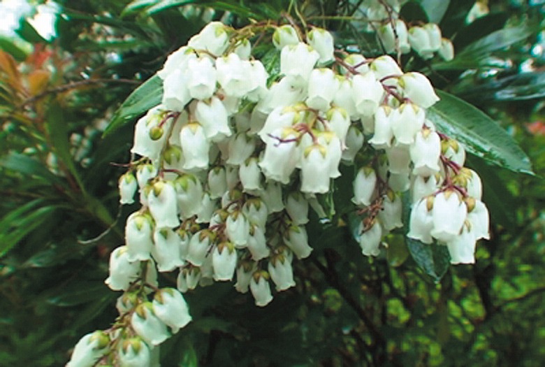 リュウキュウアセビが開花