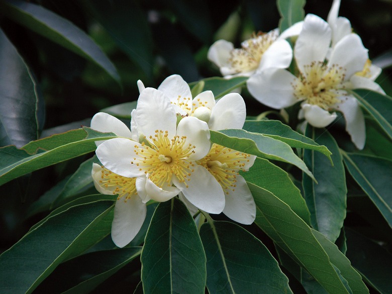 イジュの花が見ごろ