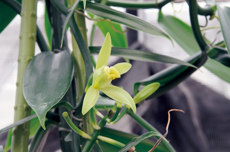 八重農アグリ リサーチ部がバニラの花を開花 話題チャンプルー やいまタイム