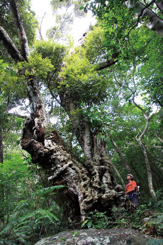 巨樹・巨木との遭遇(7)