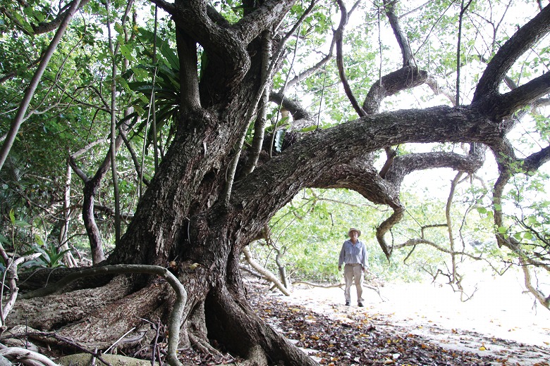 巨樹・巨木との遭遇(8)