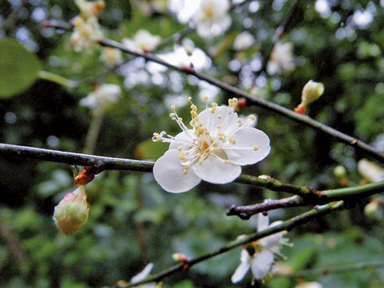 「松竹梅」の花の撮影に成功！