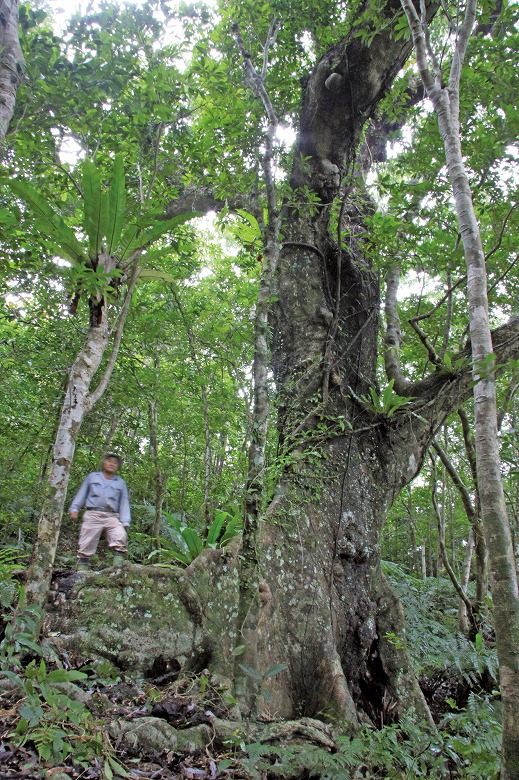 巨樹・巨木との遭遇(14)オキナワウラジロガシ