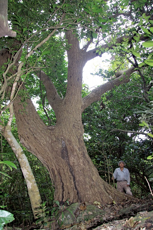巨樹・巨木との遭遇(15)リュウキュウハリギリ