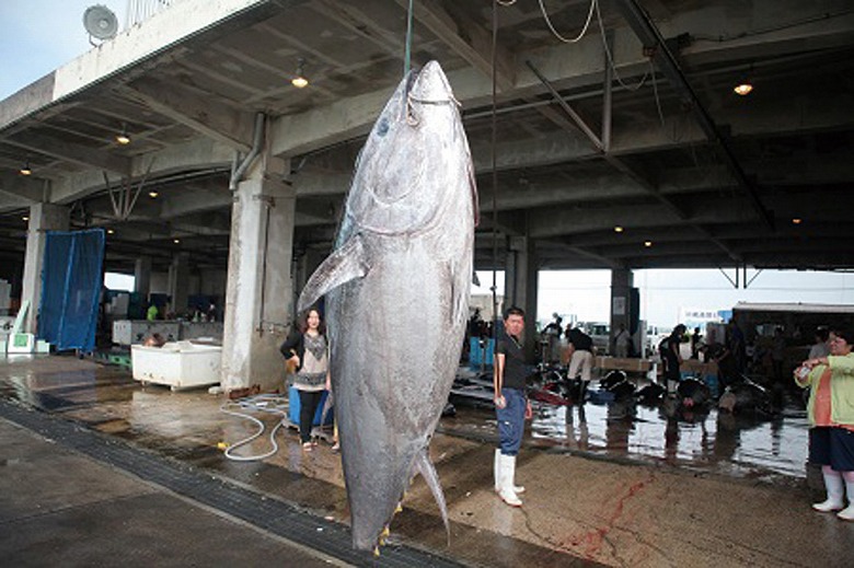 本マグロ漁がピーク