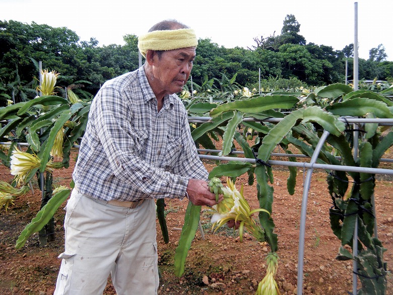 ドラゴンフルーツの花満開　これからの美容食