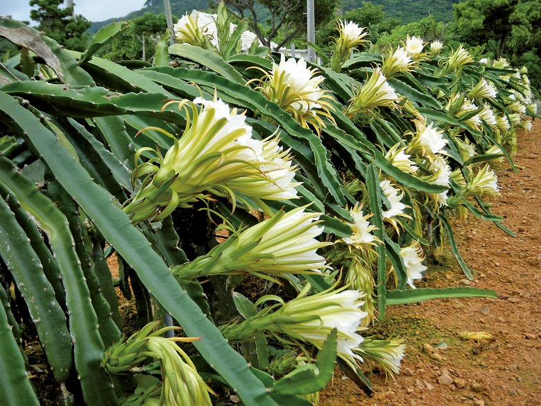 ドラゴンフルーツの花満開　これからの美容食