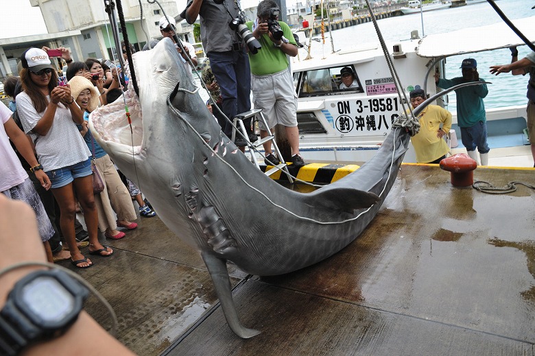 サメ57匹を駆除