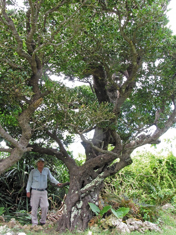 巨樹・巨木との遭遇(21)ヤエヤマコクタン