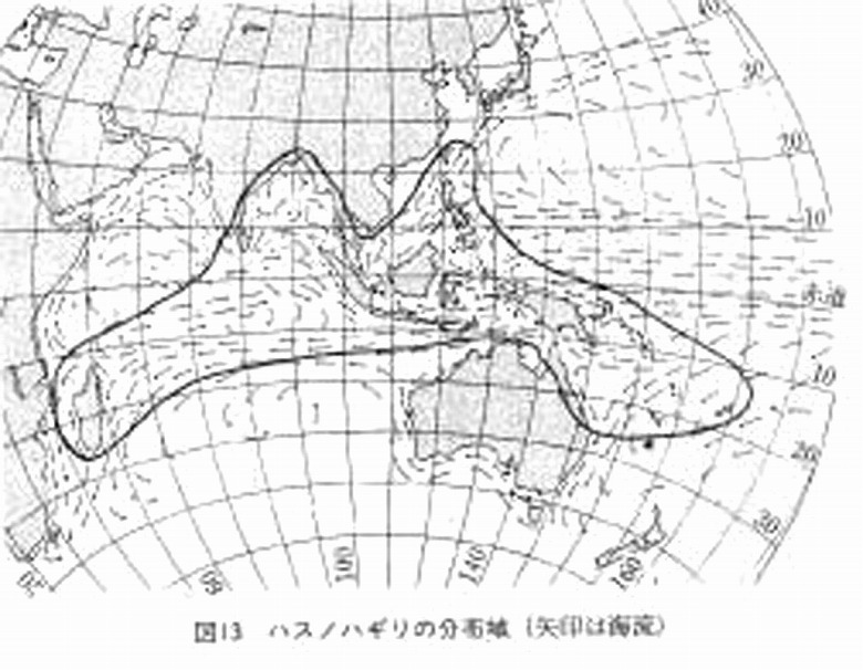 巨樹・巨木との遭遇(30)