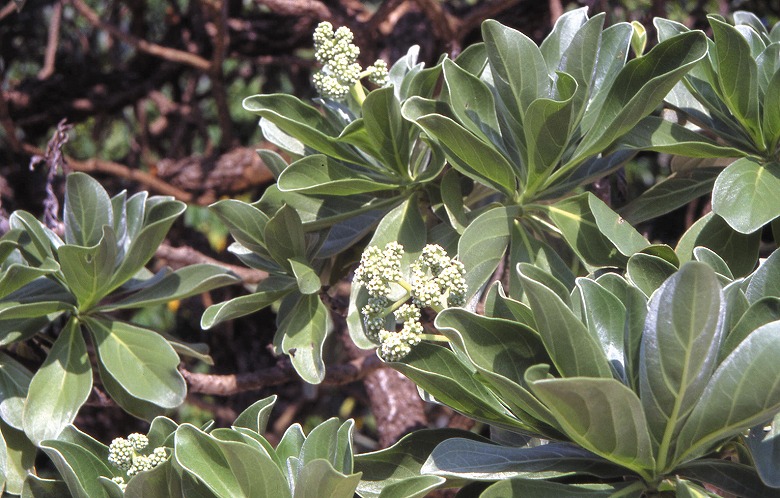 名蔵アンパルの動植物たちシリーズ（9）