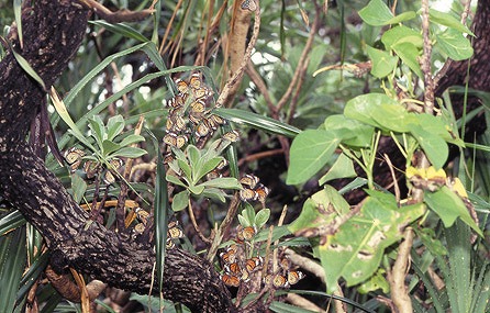 名蔵アンパルの動植物たちシリーズ（9）