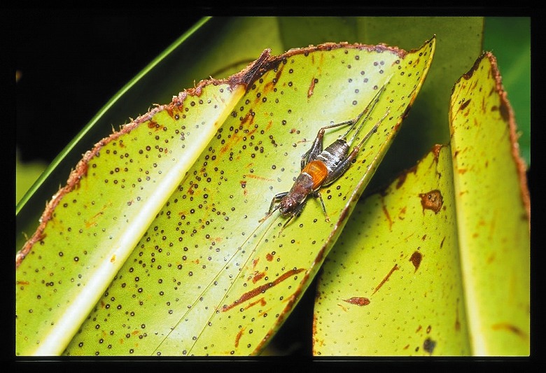 第45回　名蔵アンパルの動植物たちシリーズ（11）